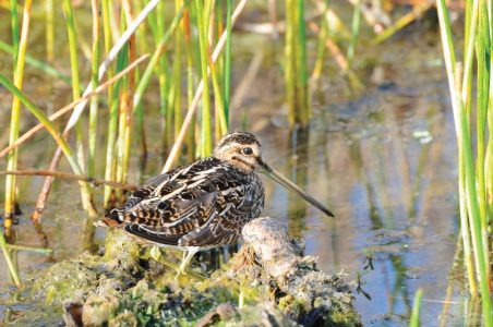 Snipe Bird: You’d Better Believe It! Image